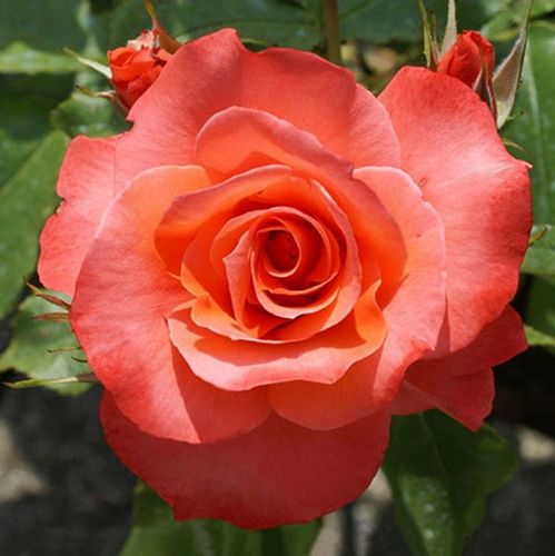 Vendita, rose Rosa Christophe Colomb® - rosa dal profumo discreto - Rose per aiuole (Polyanthe – Floribunde) - Rosa ad alberello - arancione - Alain Meilland0 - 0